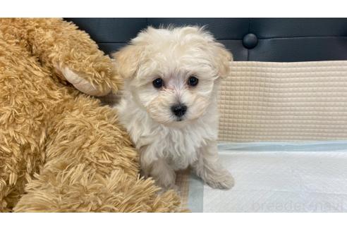成約済の兵庫県のマルプー:マルチーズ×トイプードル-378628の2枚目